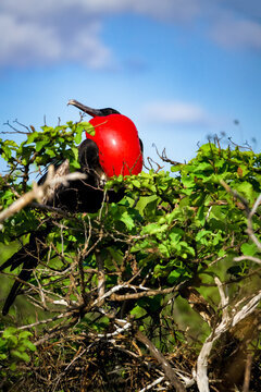 The frigatebirds of the Gal&aacute;pagos have red gular sacs