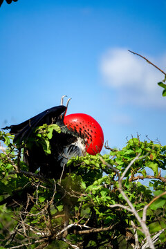 The frigatebirds of the Gal&aacute;pagos have red gular sacs