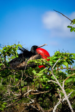 The frigatebirds of the Gal&aacute;pagos have red gular sacs