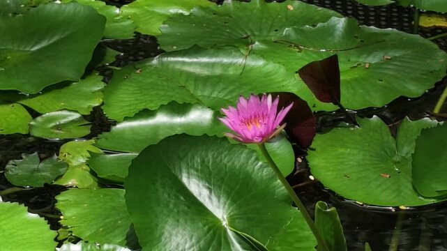 Pink Water Lily Floating On Pond July 3 2026