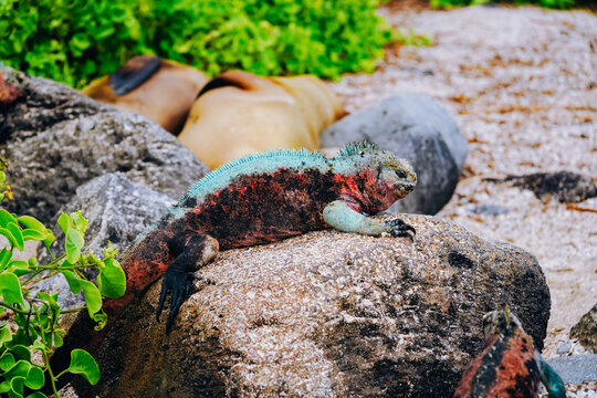 A type of marine iguana with red and green markings
