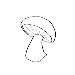 Line art illustration of mushroom fungus isolated on transparent background © Intan