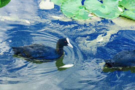 Eurasian coot Fulica atra swimming in a natural pond with Nymphaea water lilies. Aquatic bird