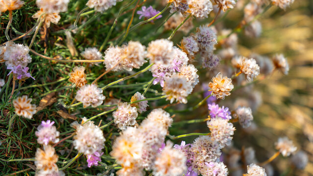 Summer Wildflowers on the Howth Peninsula