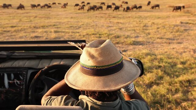 safari guide wearing bush hat looking at water buffalo herd, Zambezi National Park, Zimbabwe, Africa
