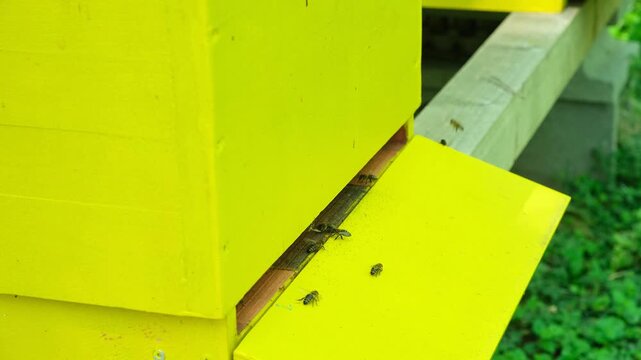 Wooden yellow hive for bees in a sunny forest apiary