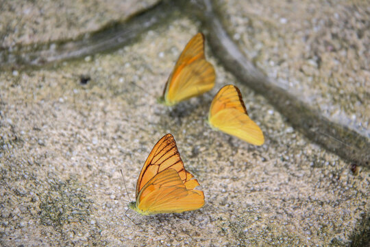 Bright orange Appias nero butterfly resting in natural habitat