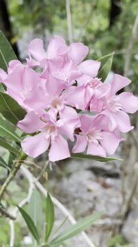 Enjoying a tranquil moment surrounded by the captivating beauty of fresh pink oleander flowers in full bloom