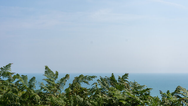 Coastal Vegetation on Howth Head