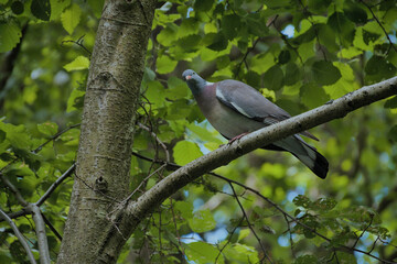 Close-up of a wood pigeon perched on a tree branch surrounded by lush green foliage. © Kacper