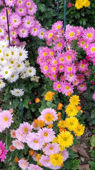 Fototapeta premium Colorful Mixed Chrysanthemums in an Autumn Botanical Garden Display
