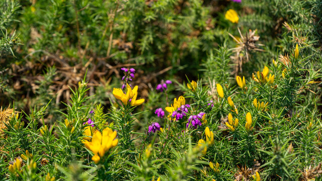 Yellow Gorse and Purple Heather Growing on Coastal Heath, Ireland