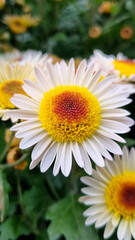 Obraz premium Single White Anemone Chrysanthemum with Sculptural Yellow and Burgundy Center