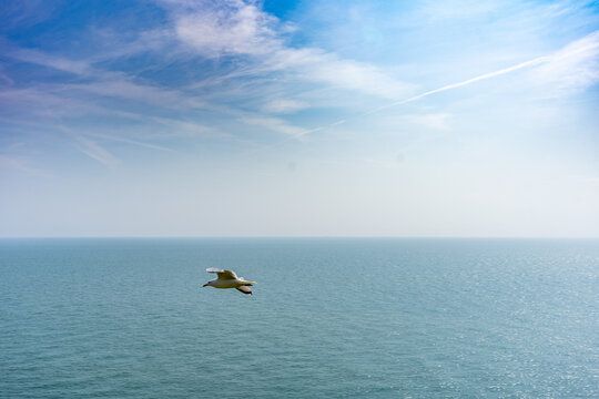 Seagull Flying Over the Irish Sea at Howth Head, Ireland