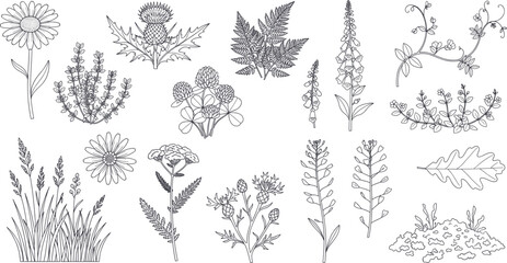 Fototapeta premium Set of various hand drawn line art wild flowers and field plants outline