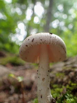 champignon dans la for&ecirc;t, Qu&eacute;bec, Canada

