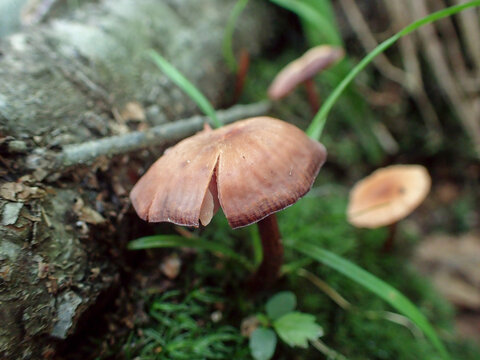 champignon dans la for&ecirc;t, Quebec, Canada