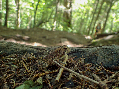 un crapeau dans la for&ecirc;t, Qu&eacute;bec, Canada