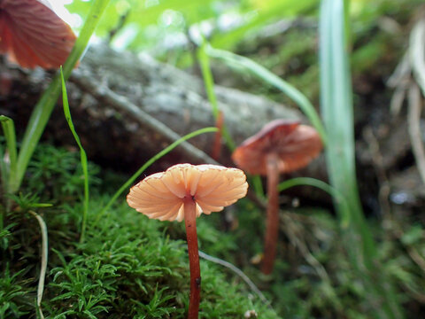 champignon dans la for&ecirc;t, Qu&eacute;bec, Canada