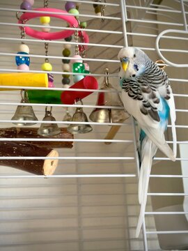 petite perruche apprivois&eacute;e en libert&eacute; perch&eacute;e sur sa cage