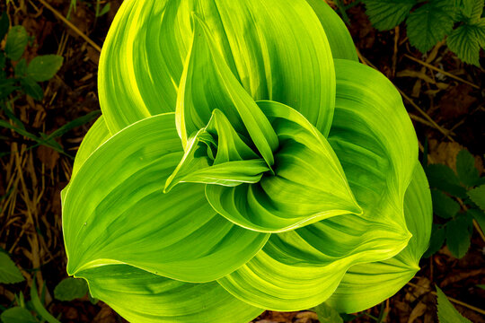 Veratrum lobeli&aacute;num (Latin: Veratrum lobeli&aacute;num), a highly poisonous herbaceous perennial plant with a lifespan of 50 years