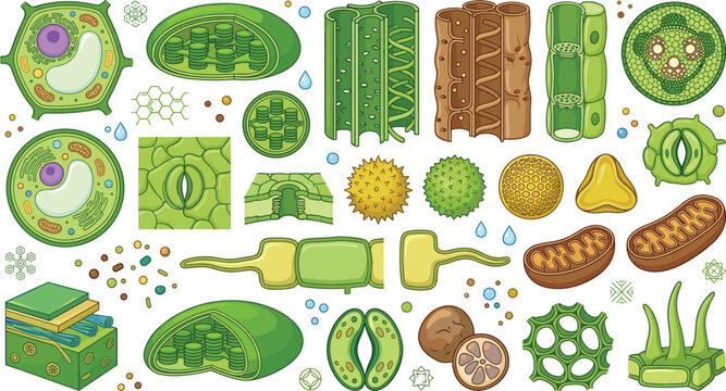 Plant cell anatomy and botany biology education vector icons set featuring chloroplast mitochondria stomata xylem phloem tissue cross sections and pollen grains
