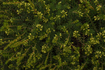 Fototapeta premium Green evergreen shrub branches with fresh spring growth