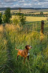 Lamspringe Lower Saxonia Germany. Dog in long grass in evening light. © A