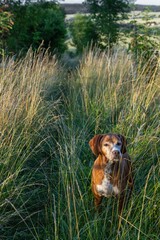 Lamspringe Lower Saxonia Germany. Dog in long grass in evening light. © A