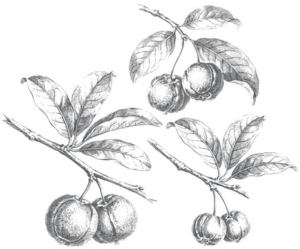 Antique botanical engraving of Surinam cherry fruit collection with pitanga berries, foliage and scientific botanical illustration isolated on white background