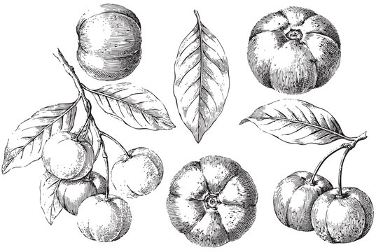 Vintage engraved Surinam cherry botanical illustration set featuring ripe pitanga fruits, leaves and fruit clusters isolated on white background
