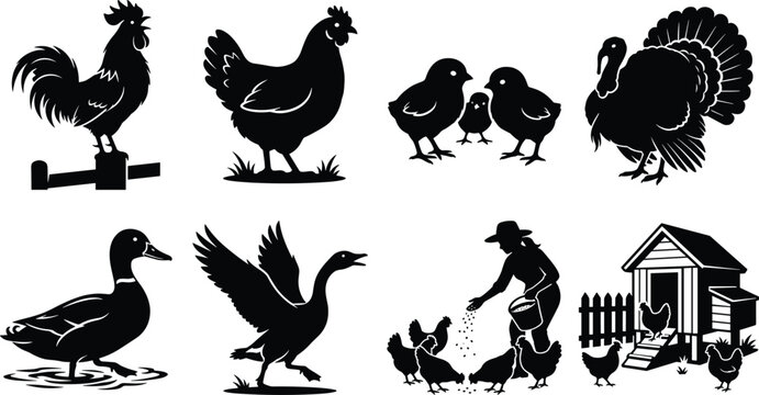 Black poultry farm silhouette collection including rooster hen chicks turkey duck goose and farmer feeding chickensBlack poultry farm silhouette collection including rooster hen chicks turkey duck 