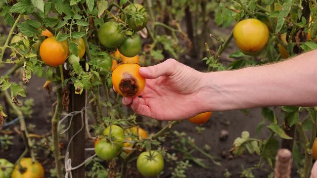 4K A man picks a tomato with brown spot. 