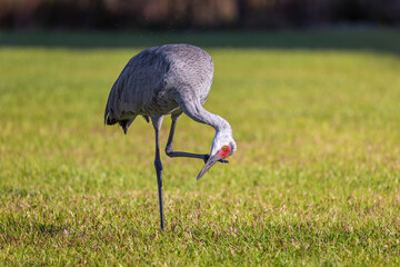 Sandhill crane standing in the grass © Shane