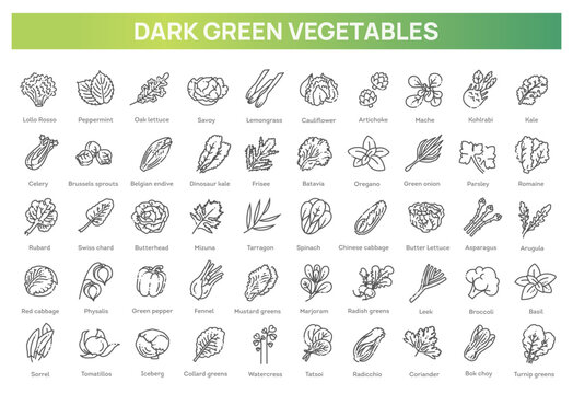 Green salad leaves. Dark green vegetables vector icons