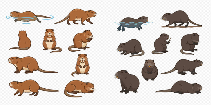 Set of cute cartoon nutria and beaver characters in various poses, swimming, standing, and sitting, isolated on a transparent background.