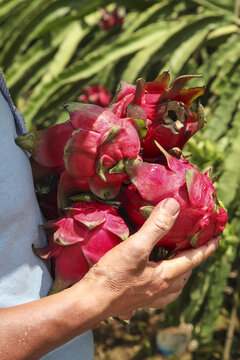 Fresh Red Dragon Fruit Harvest in Hands at Organic Orchard Farm - High Quality Tropical Produce