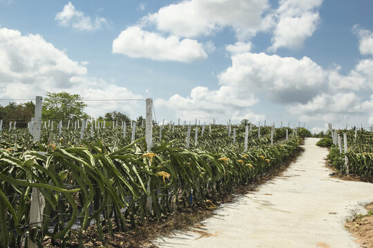 Dragon Fruit Plantation Orchard with Organized Rows of Tropical Cacti Plants for Organic Fruit Production