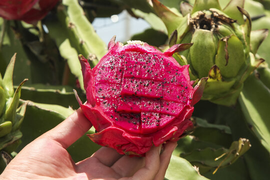 Fresh Dragon Fruit with Heart-Shaped Cross Section at Organic Plantation - High Quality Red Tropical Fruit