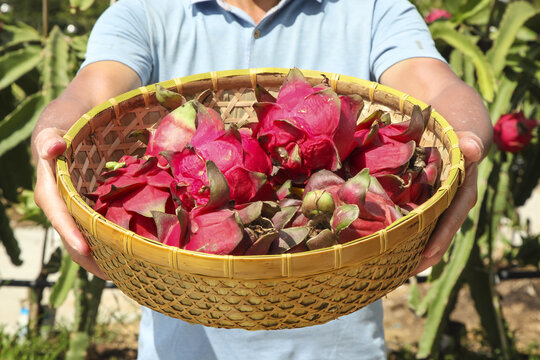 Fresh Red Dragon Fruit Harvest in Wicker Basket at Organic Tropical Plantation