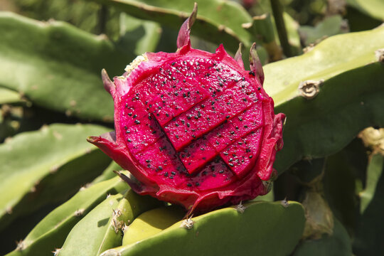 Red Dragon Fruit Heart Pattern on Cactus Plant in Organic Tropical Plantation Orchard