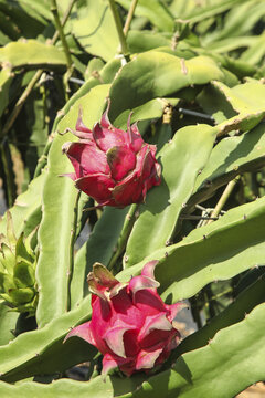 Red Dragon Fruit Growing on Cactus Plant in Tropical Orchard Plantation