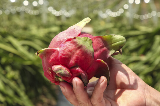 Fresh Red Dragon Fruit in Hands at Tropical Organic Plantation Orchard