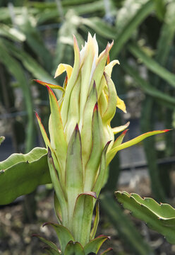 Dragon Fruit Flower Bud Growing on Organic Plantation Cactus Plant in Tropical Orchard