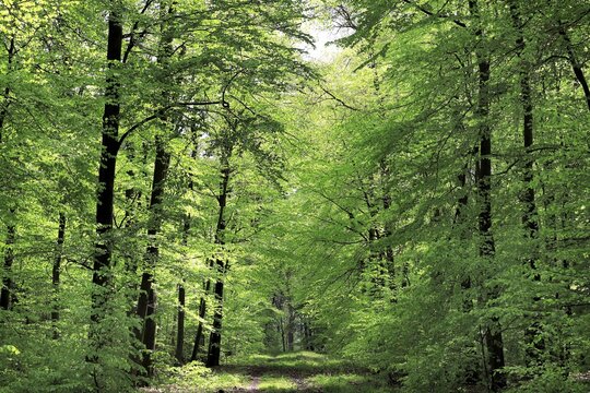 Fr&uuml;hlings-Buchenwald im Sonnenschein im Naturpark Arnsberger Wald