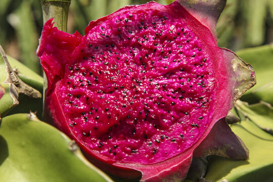Red Dragon Fruit Heart-Shaped Fresh Organic Tropical Fruit in Plantation Orchard