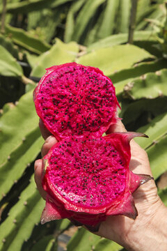 Fresh Organic Red Dragon Fruit Cut in Half Showing Pink Flesh in Tropical Orchard