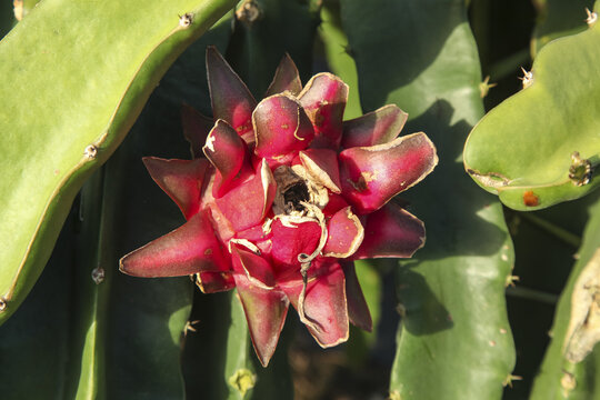 Red Dragon Fruit Flower Blooming on Organic Cactus Plant in Tropical Orchard