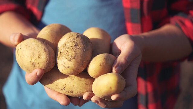A person holding a bunch of potatoes. Hands harvesting potatoes in the soil. Fresh produce from rural agriculture. An lifestyle individual carrying a handful of potatoes.