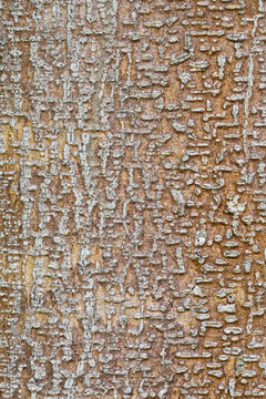 abstract background of tree bark surface close up